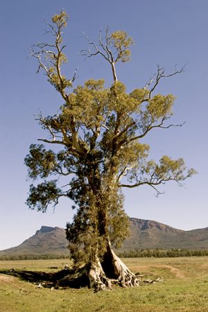 Cazneaux Tree Flinders Ranges